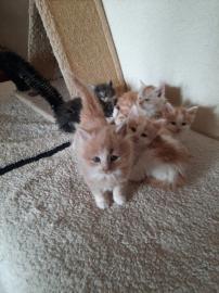 Maine Coon Babys Kitten mit Papieren zu
