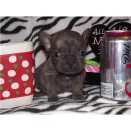 weibliche Mini-Franz�sisch Bulldogge Wel