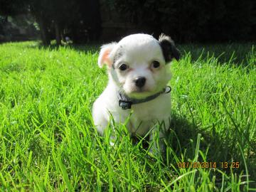 Wundersch�ner, typvoller Chihuahua langh