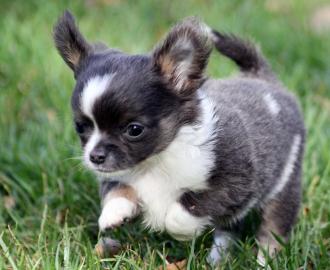Wundersch�ner, typvoller Chihuahua langh