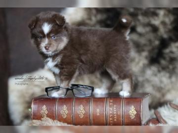 Pomsky Welpen - Info und Beratung
