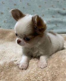 Bezaubernde Chihuahua-Welpen suchen ein