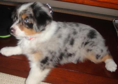 Sch�ne  Australian Shepherd Welpen
