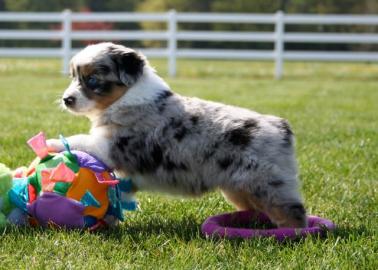 Sch�ne  Australian Shepherd Welpen