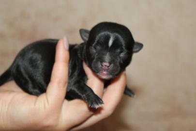 Chihuahua Babys mit Ahnentafel