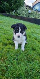 Erstaunliche Border Collie-Welpen. 
