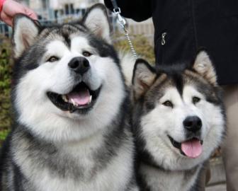 Alaskan Malamute