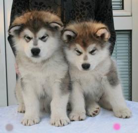 Alaskan Malamute