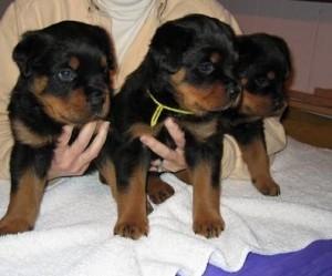 Gesunde Rottweiler-Welpen verf�gbar