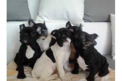 Franz�sische Bulldoggen Welpen mit Papie