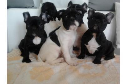 Franz�sische Bulldoggen Welpen mit Papie