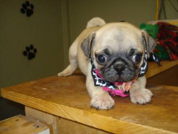 Mops Welpen m. P.  !! Wurfank�ndigung !!