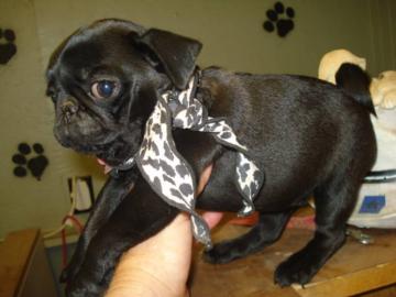 Mops Welpen m. P.  !! Wurfank�ndigung !!