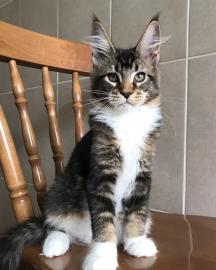 Baby kitten mit papieren