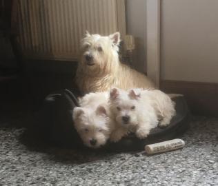 West Highland White Terrier Welpen zu ve