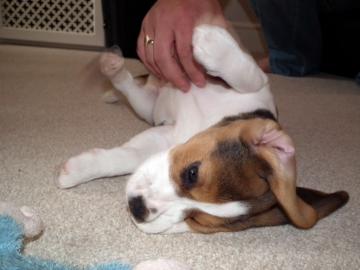 Beagle Welpen Tricolor mit Papieren