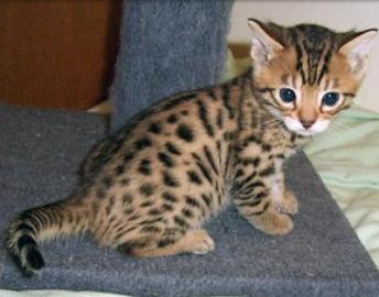 Hauskatzen verf�gbar