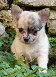Zuckers��e mini Chihuahua- Babys in KH u