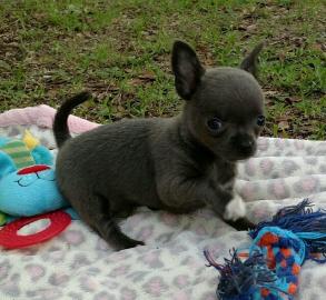 Wundersch�ne Chihuahua Welpen m�nnlich u