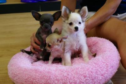Wundersch�ne Chihuahua Welpen m�nnlich u