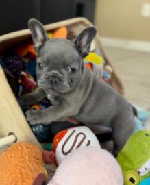 Franz�sische bulldogge Welpen