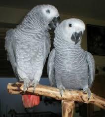 Graupapagei zur Adoption . . . . . 