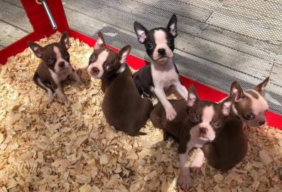 Entz�ckende Boston Terrier Welpen warten
