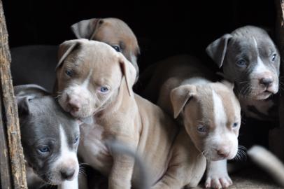 Reinrassige pitbull blueline w