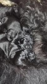 Riesenschnauzer