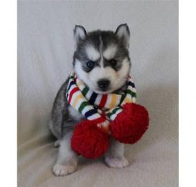 Siberian Husky Welpen m�nnlich und weibl