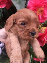 Cavapoo-Welpen