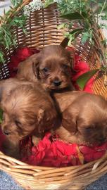Cavapoo-Welpen