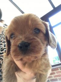 Cavapoo-Welpen