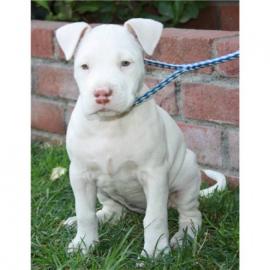 AMERICAN PITBULL terrier Welpen