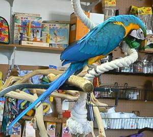 Hobbyz�chterGelbbrustara P�rchen von Hob