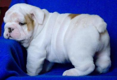 Bulldogge