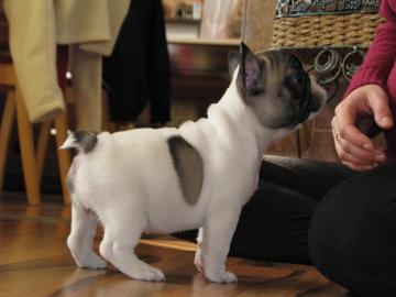 Bulldogge