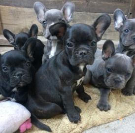 Reinrassiger Franz?sischer Bulldoggen We