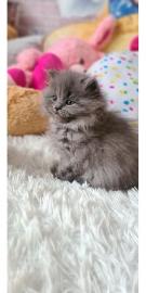 Britisch Kurzhaar, BKH Kitten