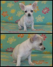 chihuahua welpen
