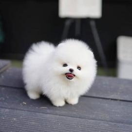 Suchen Sie einen niedlichen Zwergspitz-W