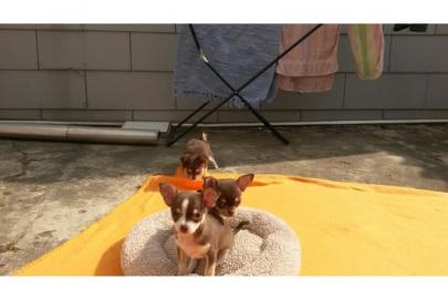 Tea cup mini Chihuahua Welpe r�de
