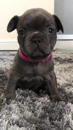 Franz?sische Bulldogge