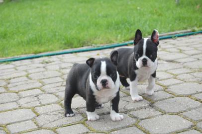 S��e Super Boston Terrier welpen suchen