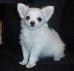 Traumhafte Chihuahua Welpen