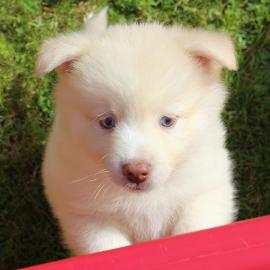 Reinrassige Blue Eye Siberian Husky Welp
