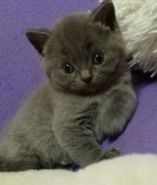 BKH Kitten sucht liebe volle Familien