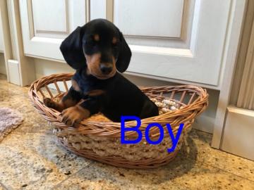 Dachshund Welpen verf?gbar WhatsApp
