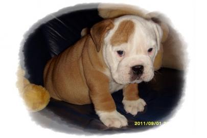 English Bulldog Welpen, mit FCI Stammbau