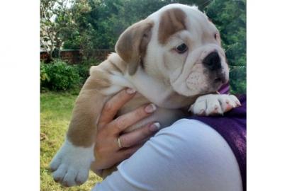 English Bulldog Welpen, mit FCI Stammbau